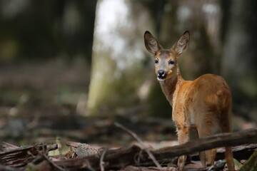 Retrato de una corza de espaldas