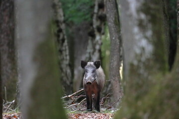 Jabali grande en un bosque
