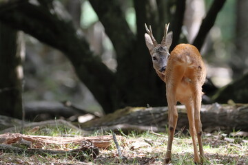 Retrato de un corzo de espaldas