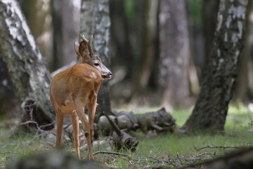 Retrato de un corzo de espaldas