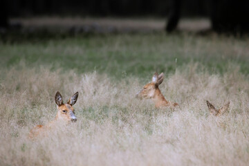Corzos tumbados en la hierba