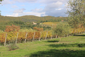 Fototapeta na wymiar i colori delle vigne del chianti in autunno