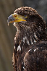 Obraz premium Golden eagle portrait in profile isolated on background.