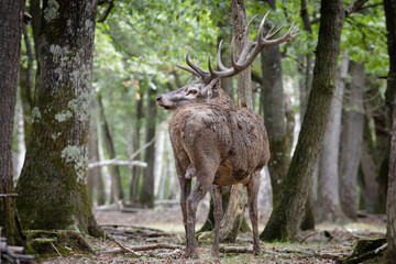 Retrato de ciervo en un bosque