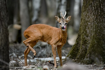 Fototapeta premium Corzo con la pierna levantada y la lengua fuera