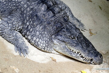 The animals of the biopark of rome,italy (zoological garden)