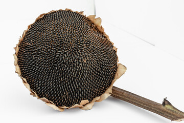 Sunflower head with seeds on a white background