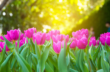pink tulips in spring