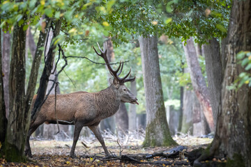 Retrato de ciervo en un bosque