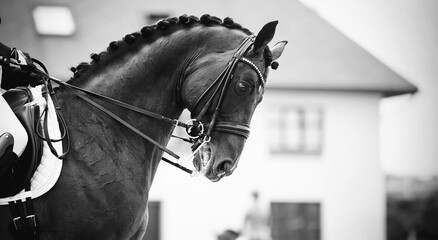 Equestrian sport. Dressage of horses in the arena.