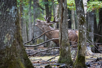 Ciervo berreando en el bosque