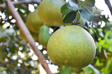 Pomelo fruit which is tropical fruit hanging on a branch of its tree, among bright sunlight, on green leaves bokeh background.