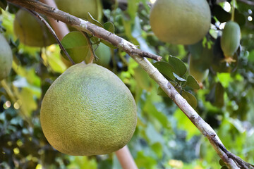 Pomelo fruit which is tropical fruit hanging on a branch of its tree, among bright sunlight, on green leaves bokeh background.