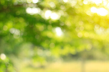 green bokeh background