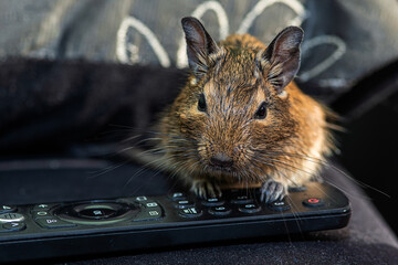 Little cute gray mouse Degu close-up. Exotic animal for domestic life. The common degu is a small hystricomorpha rodent endemic from Chile. The pet is playing with the remote control © nedomacki