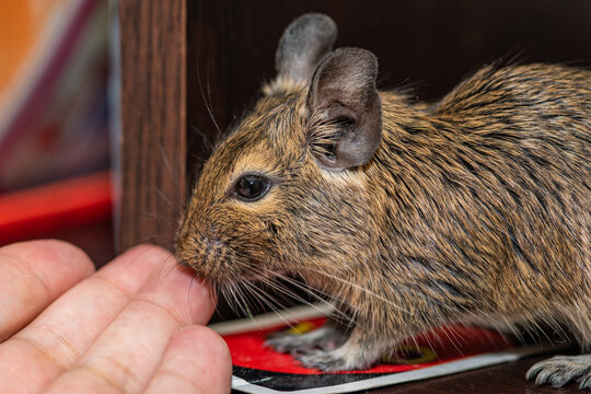 Degu is playing with human fingers. The common degu is a small hystricomorpha rodent endemic from Chile.