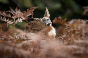 Corza lamiéndose en los helechos
