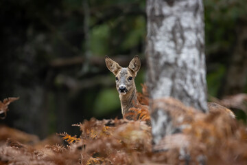 Cabeza de un corzo hembra