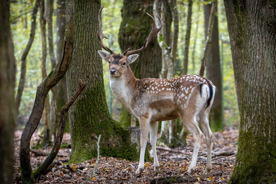 Retrato de gamos en un bosque