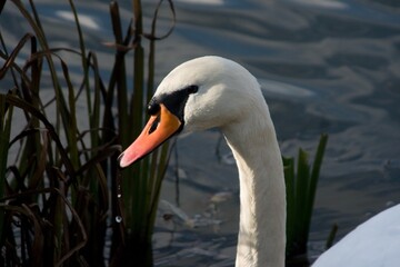 Obraz premium Swan swimming in autumn lake