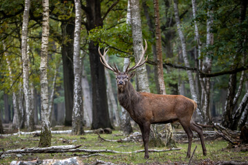 Retrato de ciervo en un bosque