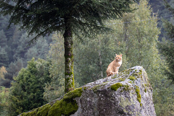 Gato sentado en una roca en la naturaleza
