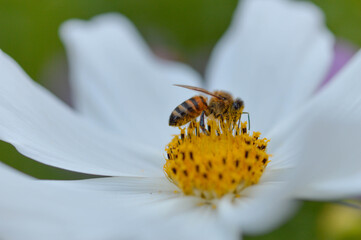 Bee pollinating a white cosmos flower, macro.