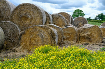 Round Bales of Straw in a field on a farm - 393906577