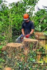 Tree Surgeon or Arborist cutting up a tree stump with a chainsaw. - 393906736