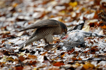 Female sparrowhawk with kill amongst autumnal leaves