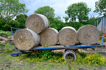 Round bales of straw stacked on a farmers trailer. - 393906798