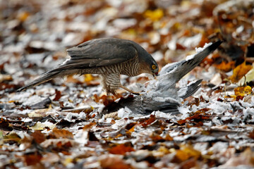 Female sparrowhawk with kill amongst autumnal leaves