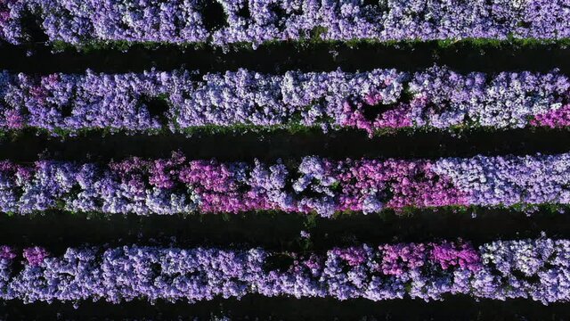 Aerial view margaret flower field form above, Rows of Margaret or Marguerite flower, Aerial view beautiful pattern of marguerite flower bulb field, Thailand.