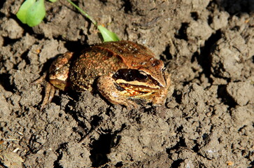 Brown frog between clods of earth. Macro image