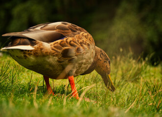A duck into nature at summer with beautiful bokeh