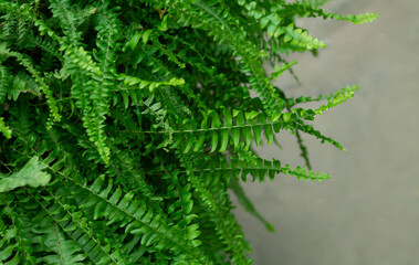 Wild tropical fern with green leaves closeup