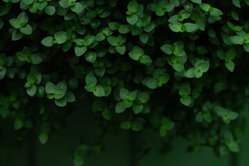 Tropical dark green leaves texture, nature background