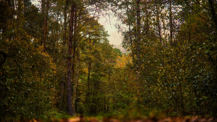 Bosque de El Cielo, Gómez Farías Tamaulipas