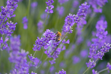 Bumblebee on a lavender flower, lavender field macro