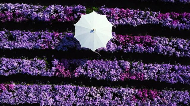 Aerial view margaret flower field form above, Rows of Margaret or Marguerite flower, Aerial view beautiful pattern of marguerite flower bulb field, Thailand.