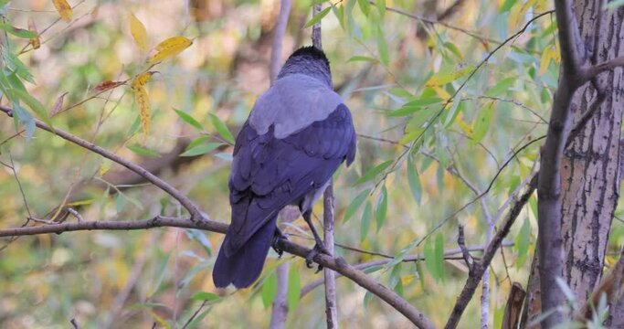Carrion crow (Corvus corone) black bird on branch.