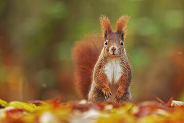 Naklejka na ściany i meble small animal Eurasian red squirrel (Sciurus vulgaris) beautiful portrait very close up in the forest in autumn colors