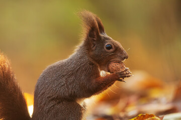 small animal Eurasian red squirrel (Sciurus vulgaris) detail very close up of how a nut opens