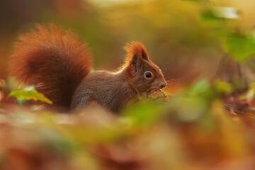 Naklejka na ściany i meble small animal Eurasian red squirrel (Sciurus vulgaris) is reddish and disappears in the leaves