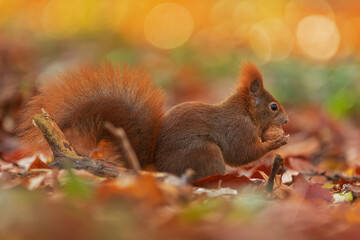 small animal Eurasian red squirrel (Sciurus vulgaris) in autumn leaves bites nuts