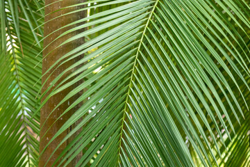 Folhas  verdes de palmeira planta Arecaceae