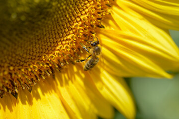 Bee on a sunflower, macro, pollinating, big yellow flower.