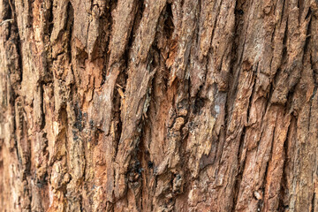 Detalhe casca arvora madeira natura