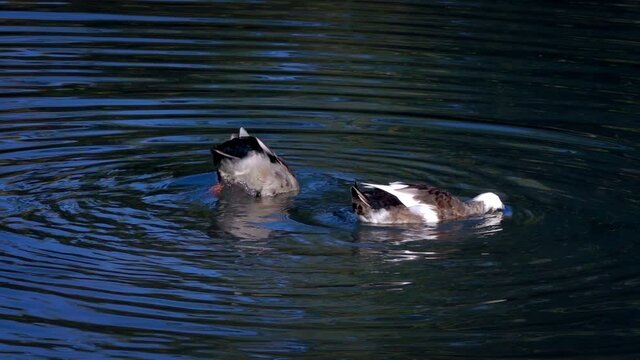 Animal Bird Ducks on Lake in Nature
