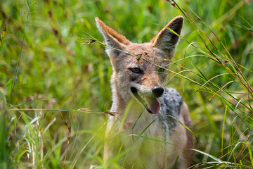 Chacal à chabraque, Canis mesomelas, Afrique